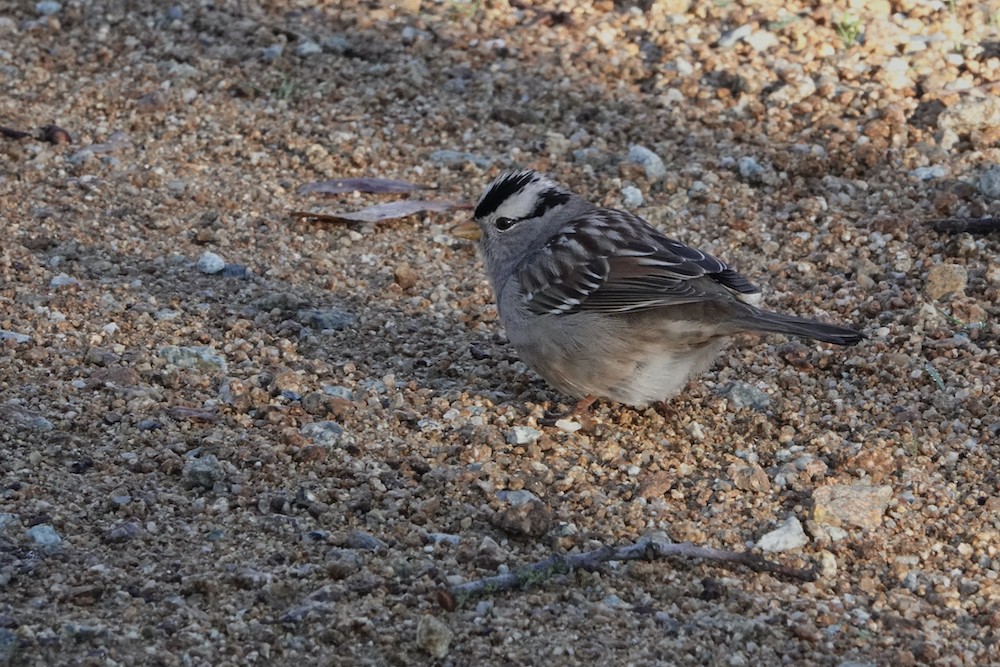 White-crowned Sparrow - ML400914941