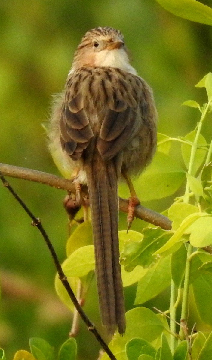 Common Babbler - Sachin  Main