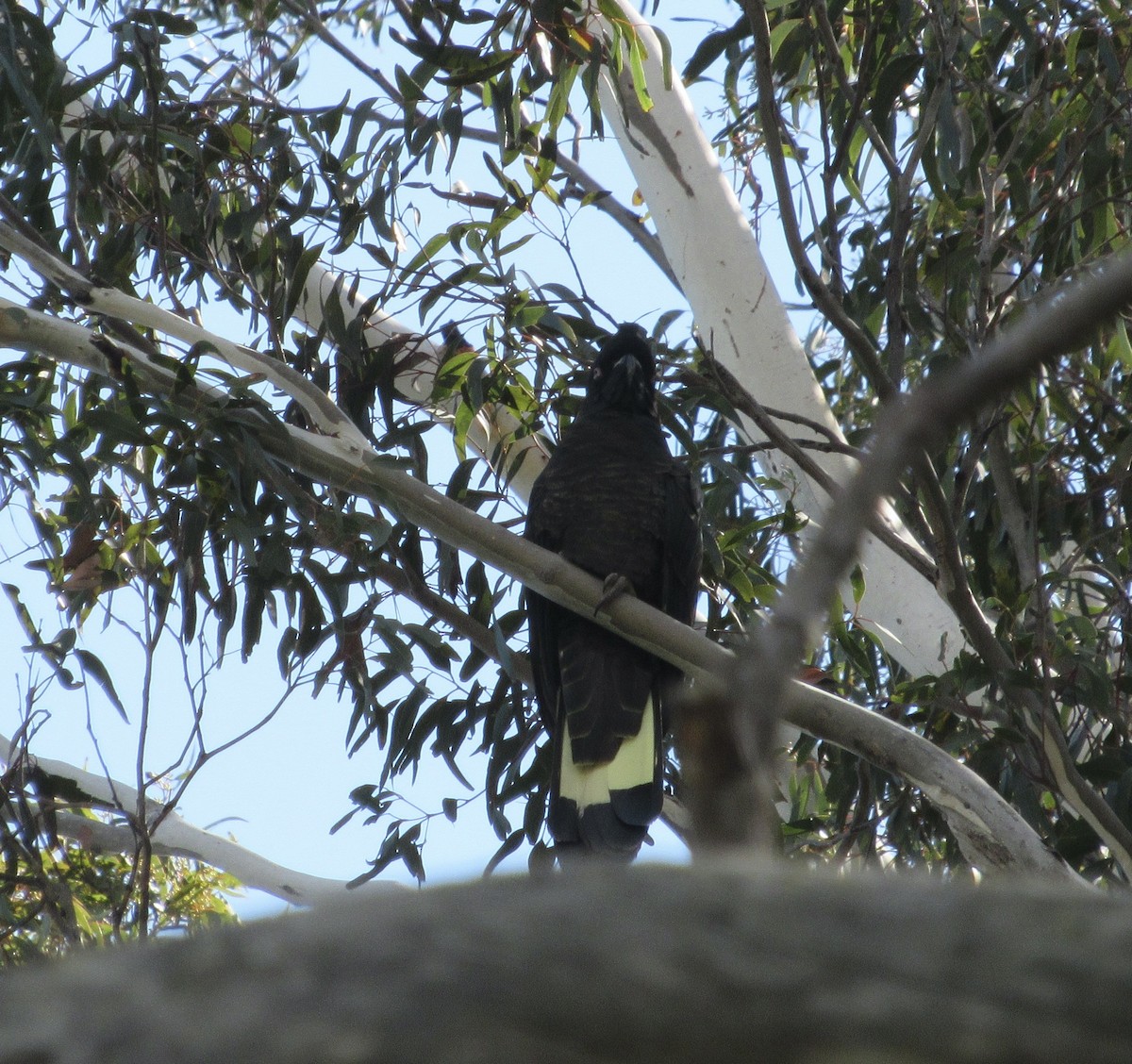 Yellow-tailed Black-Cockatoo - ML400922901