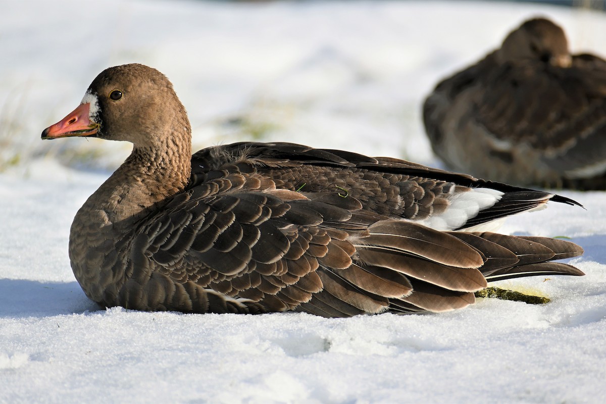 Greater White-fronted Goose - Geoffrey Newell
