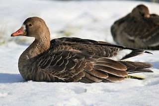 Greater White-fronted Goose, ML400924971