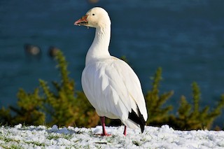 Snow Goose, ML400924981