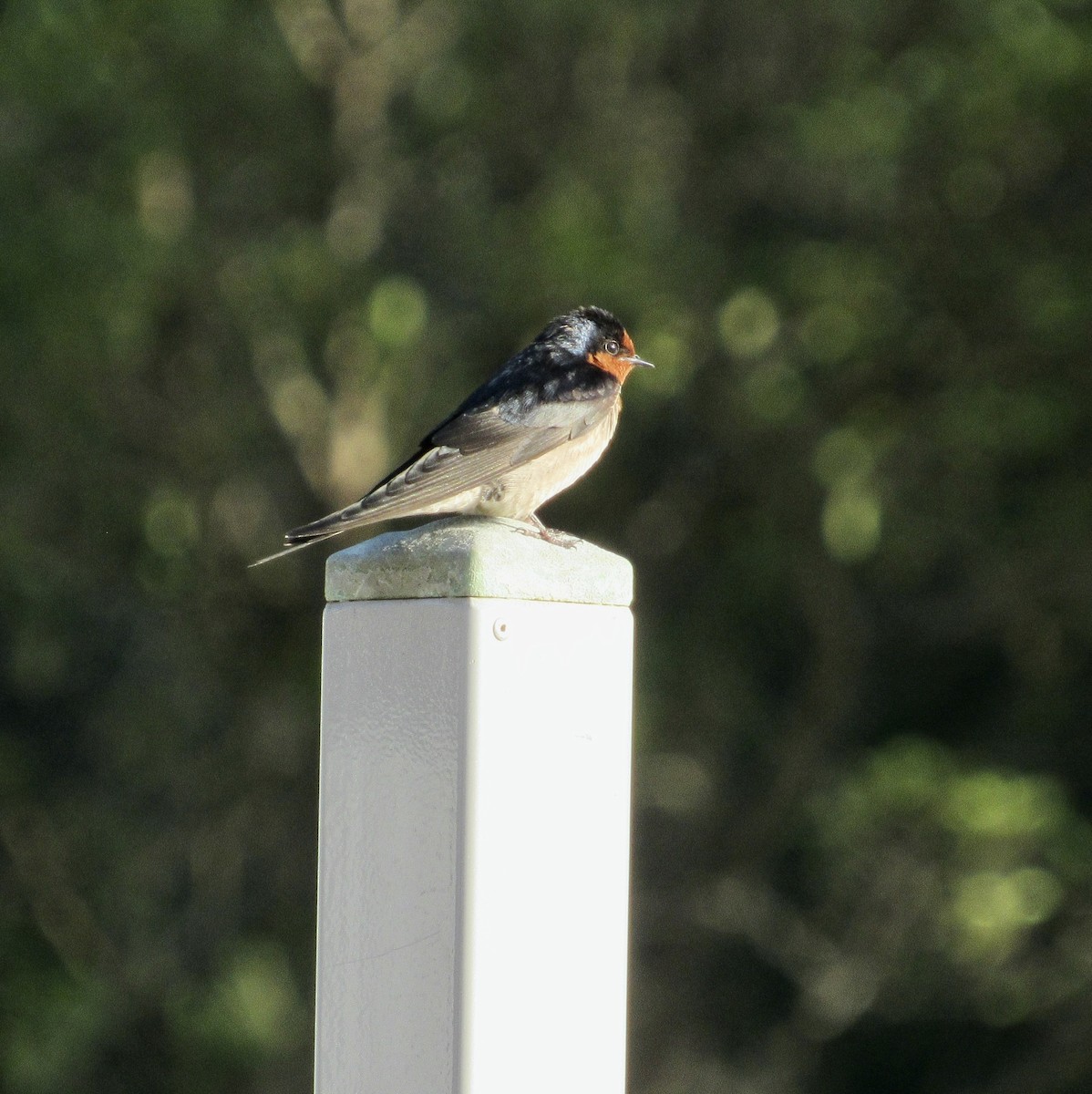 Welcome Swallow - ML400926441