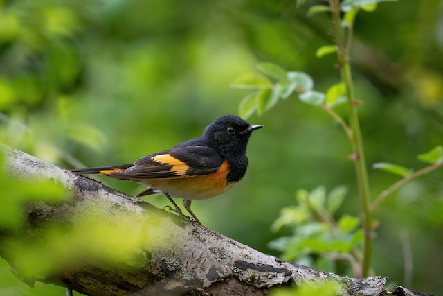 American Redstart