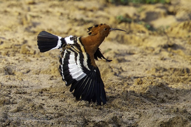 Eurasian Hoopoe (<em class="SciName notranslate">Upupa epops africana</em>): Male in Flight. - Eurasian Hoopoe - 