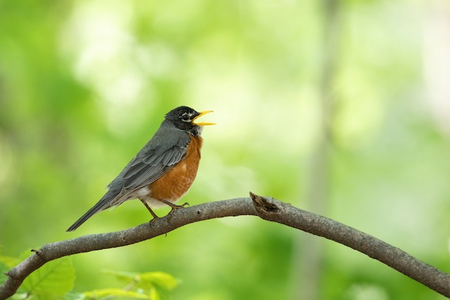 American Robin