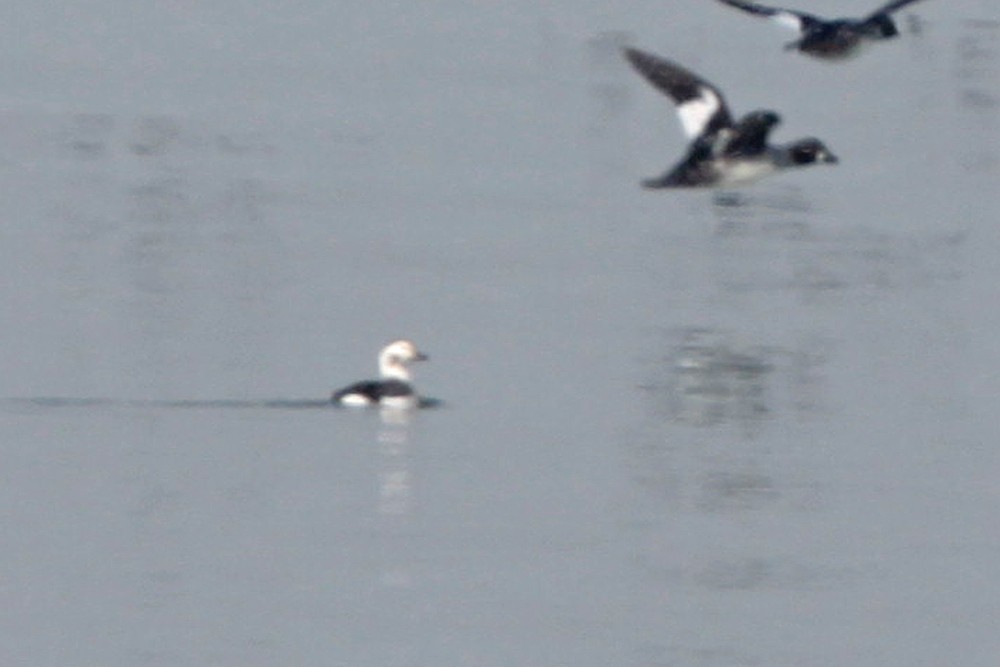 Long-tailed Duck - ML400932411