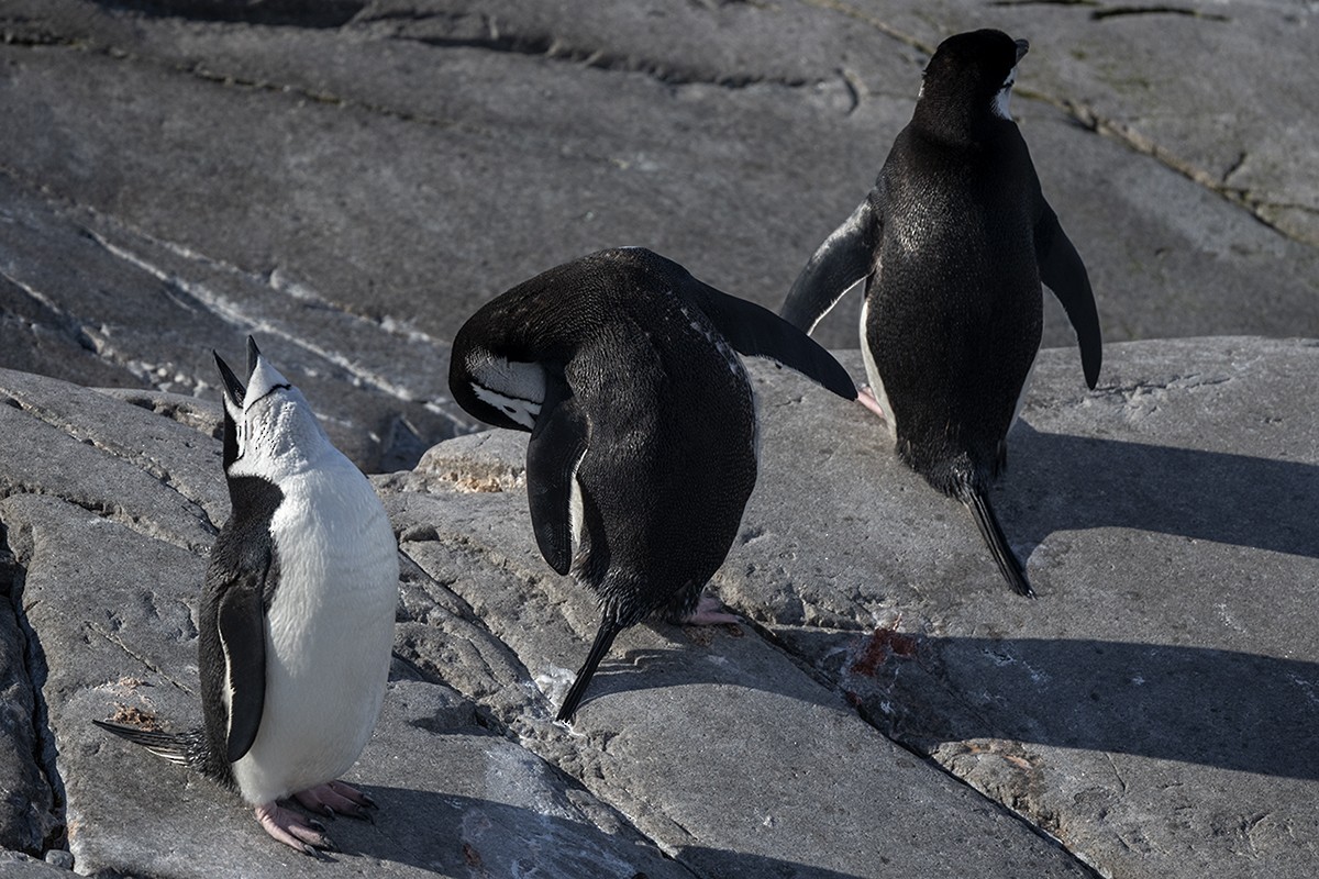 Пінгвін антарктичний - ML400935821