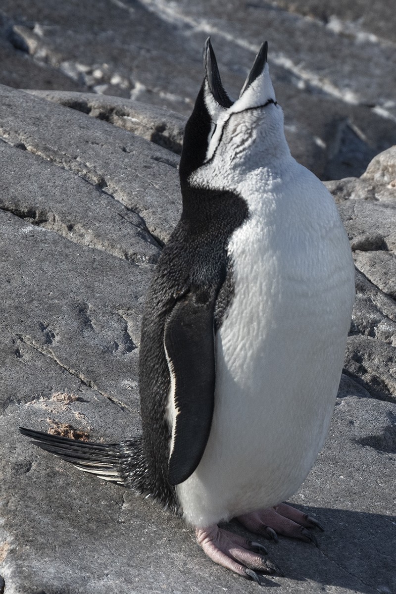 Антарктический пингвин - ML400935831