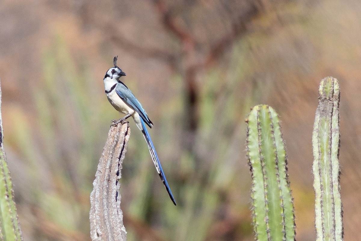 White-throated Magpie-Jay - ML400936521