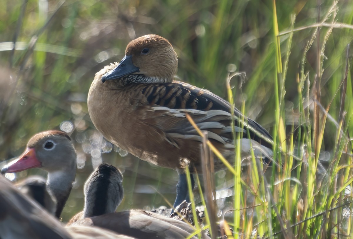 Fulvous Whistling-Duck - ML400940021
