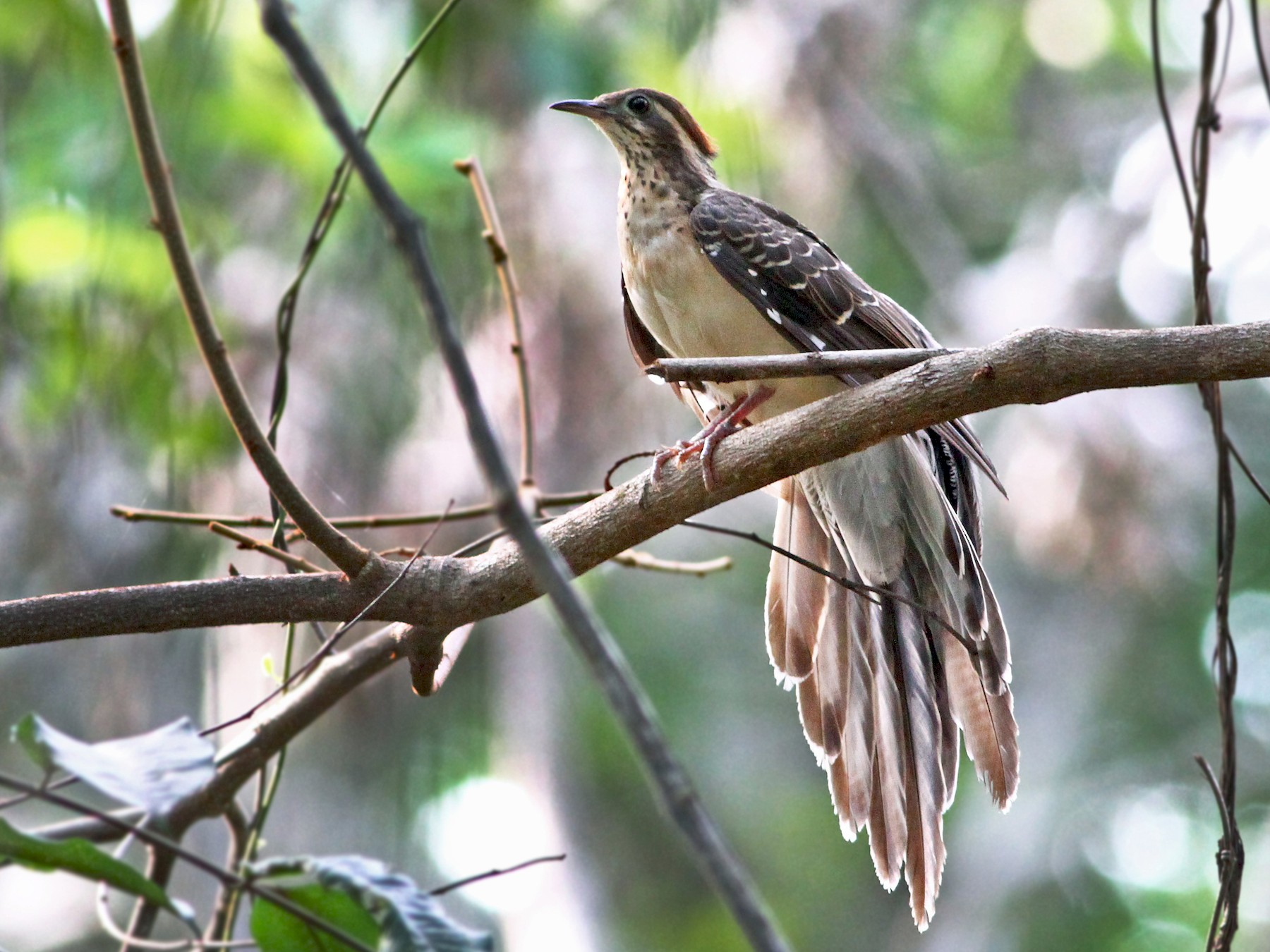Pheasant Cuckoo - Andrew Spencer