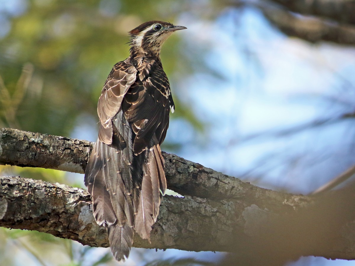 Pheasant Cuckoo - Dromococcyx phasianellus - Birds of the World