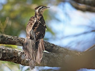  - Pheasant Cuckoo