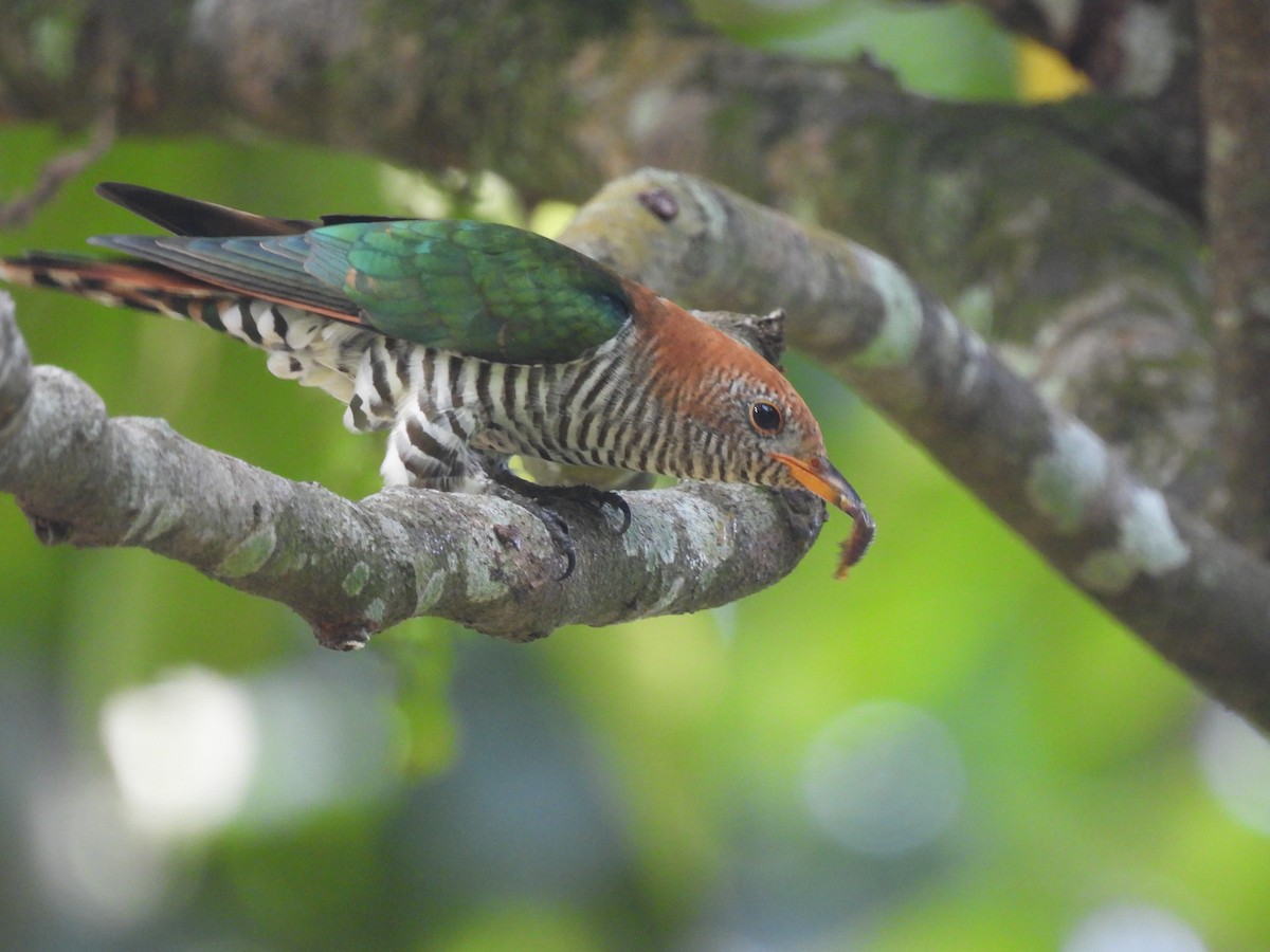 Asian Emerald Cuckoo - Chris Patterson