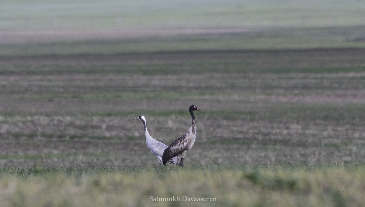 Black-necked Crane - Batmunkh Davaasuren