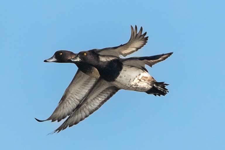 Tufted Duck - ML400949681