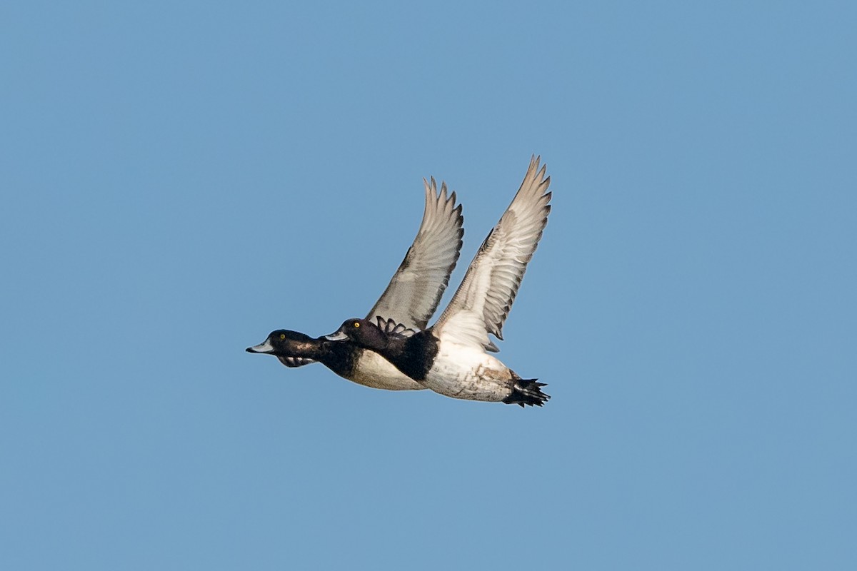 Tufted Duck - ML400949761