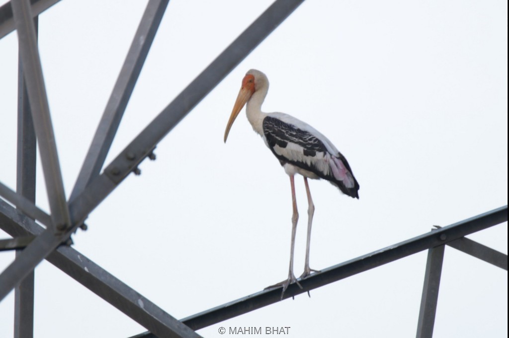 Painted Stork - Mahim B
