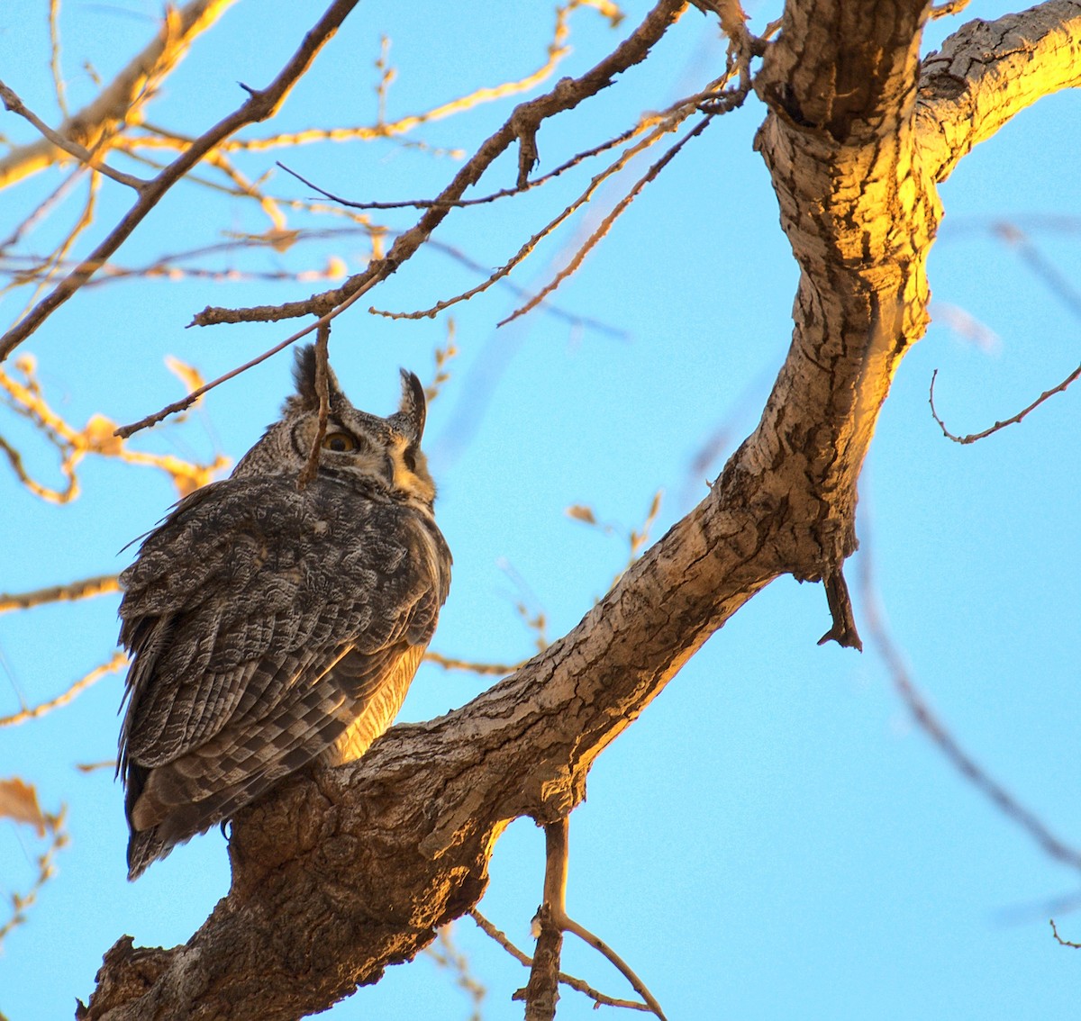 Great Horned Owl - ML400956481