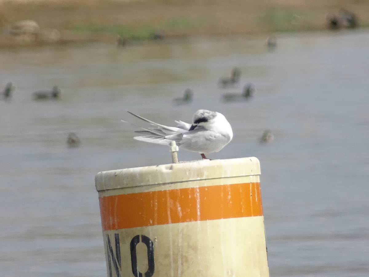 Forster's Tern - Yuwei Cui