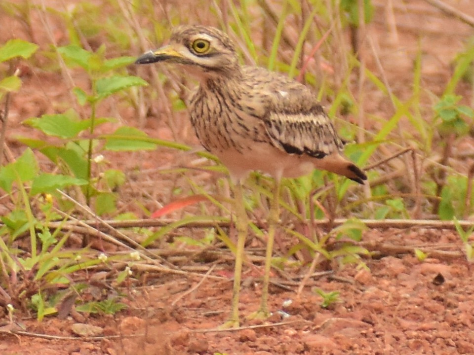 Indian Thick-knee - ML400966341