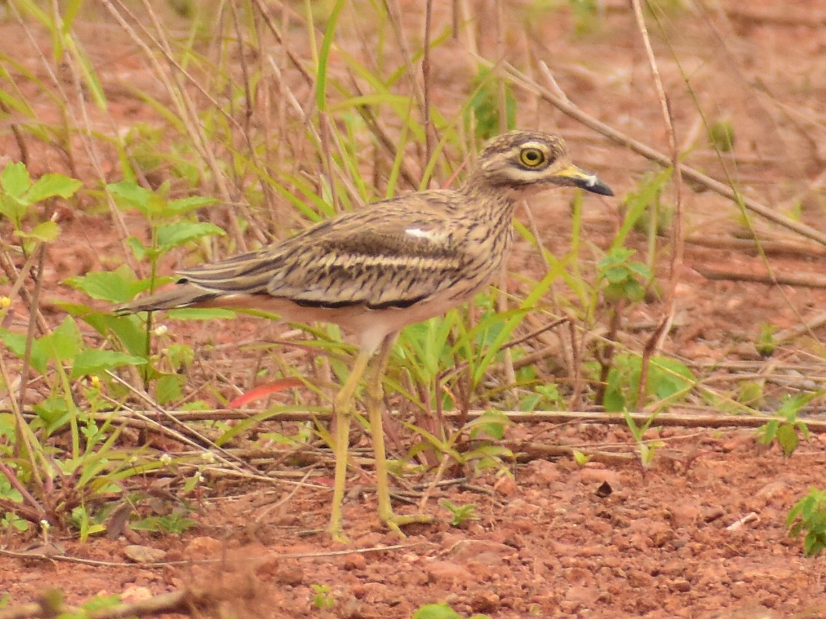 Indian Thick-knee - ML400966351