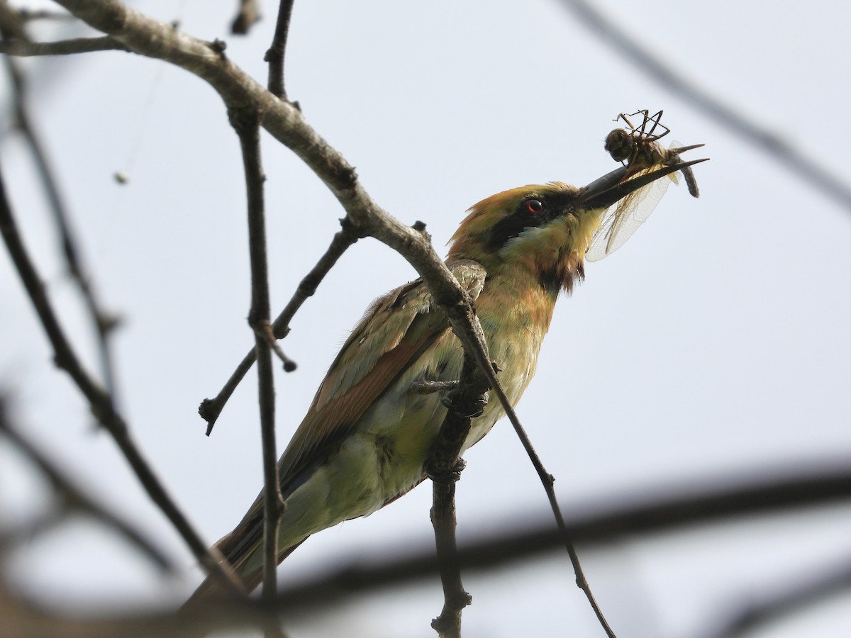 Rainbow Bee-eater - ML400969251