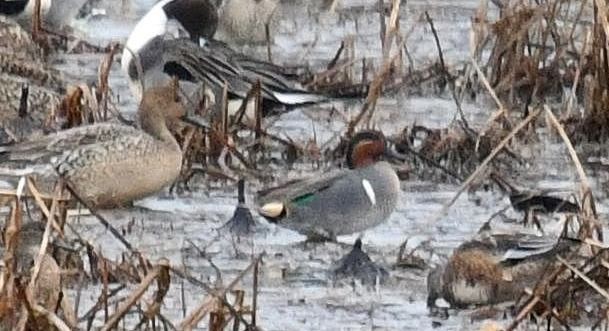 Green-winged Teal - ML400971771