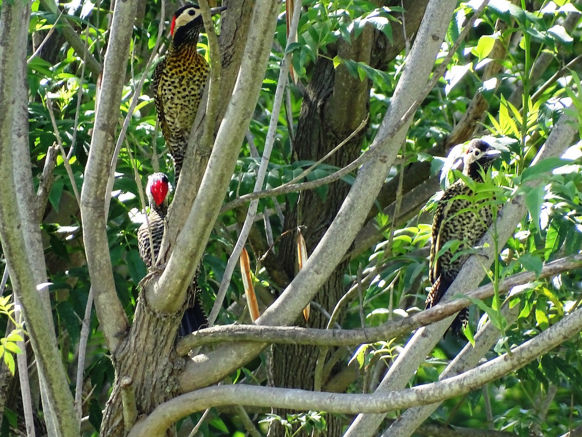 Green-barred Woodpecker - ML40097381