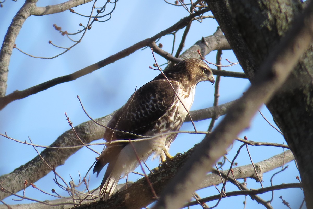 Red-tailed Hawk - ML40097751