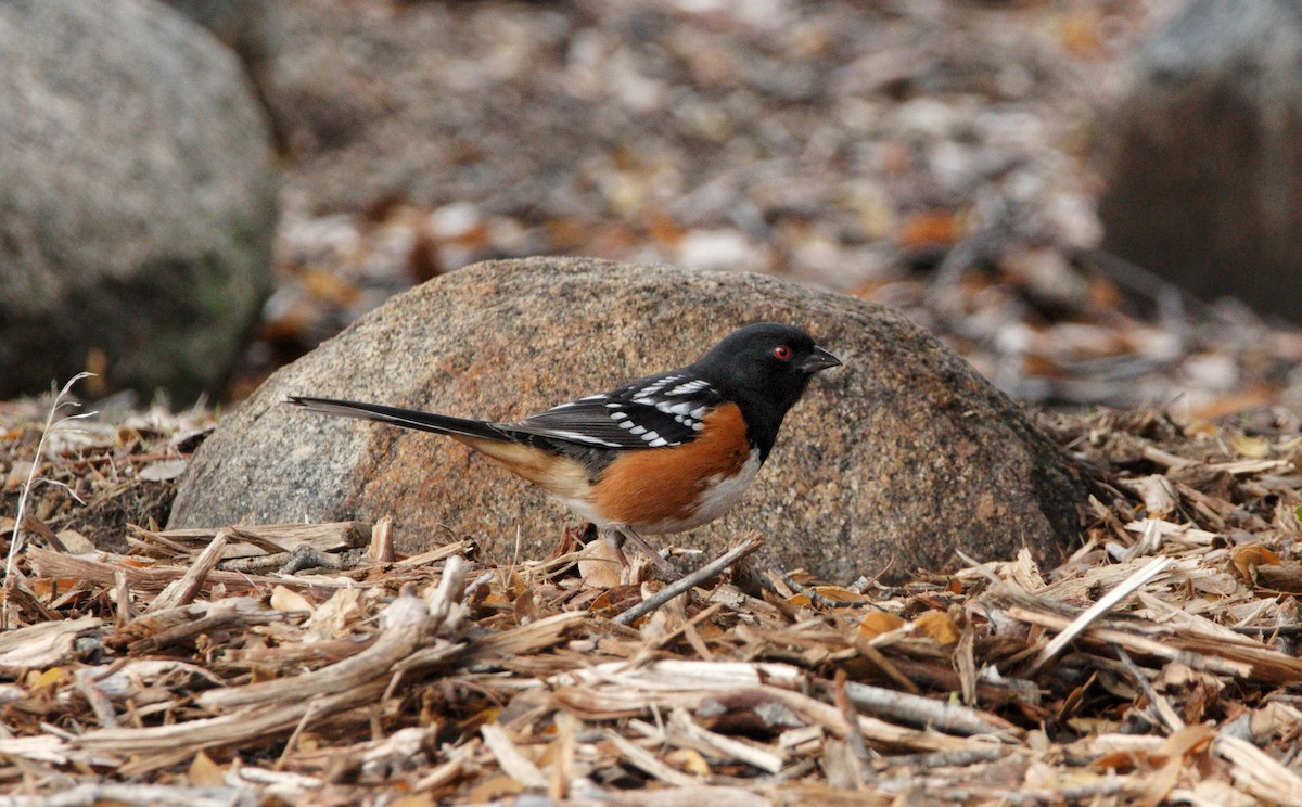 Spotted Towhee - ML400981871