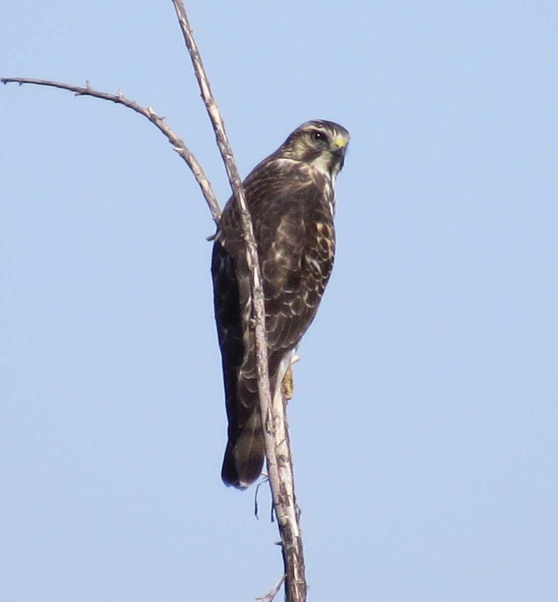 Broad-winged Hawk - Rocki Adams