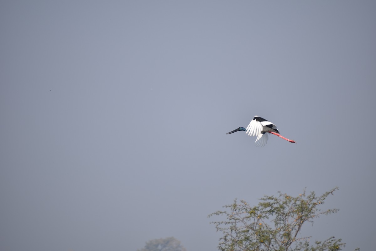 Black-necked Stork - ML400983361