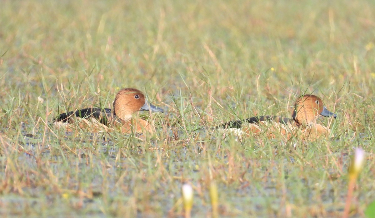 Fulvous Whistling-Duck - ML400988161