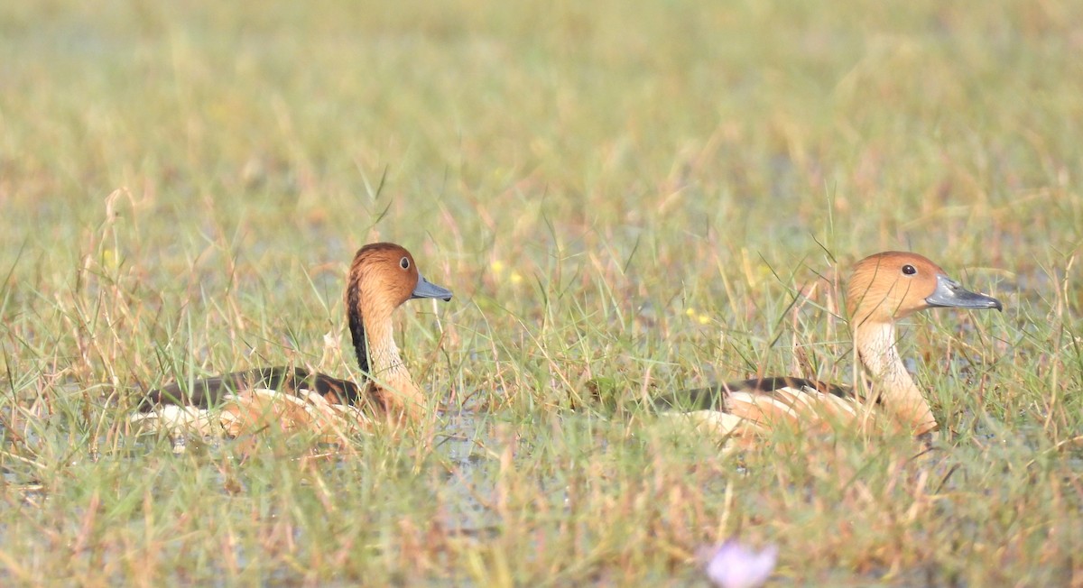 Fulvous Whistling-Duck - Bhagyasree Venugopal
