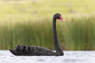 Black Swan, ML400996601