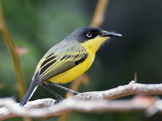  - Common Tody-Flycatcher