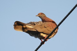 Pale-vented Pigeon, ML400997431