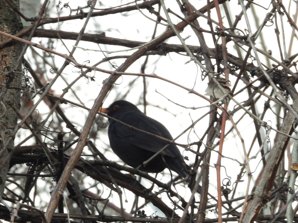 Eurasian Blackbird - Ivan V