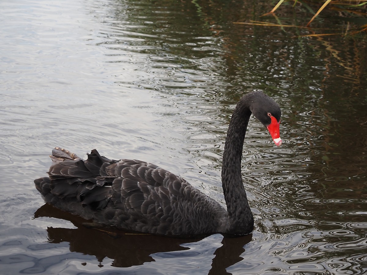Black Swan - ML401003911