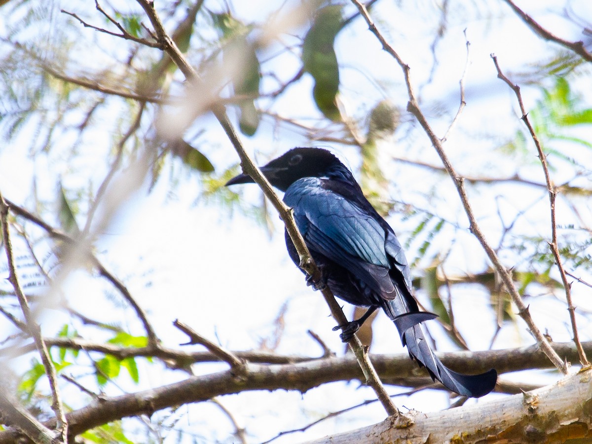 Hair-crested Drongo - Vikram S