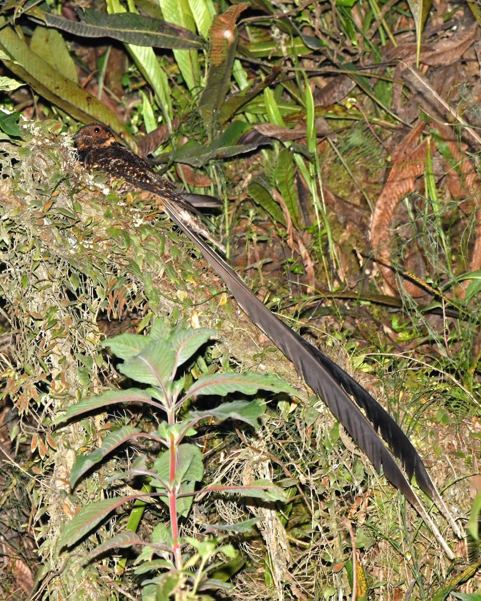 Lyre-tailed Nightjar - ML401011401