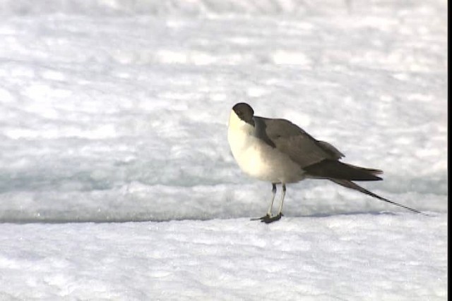 Long-tailed Jaeger - ML401013
