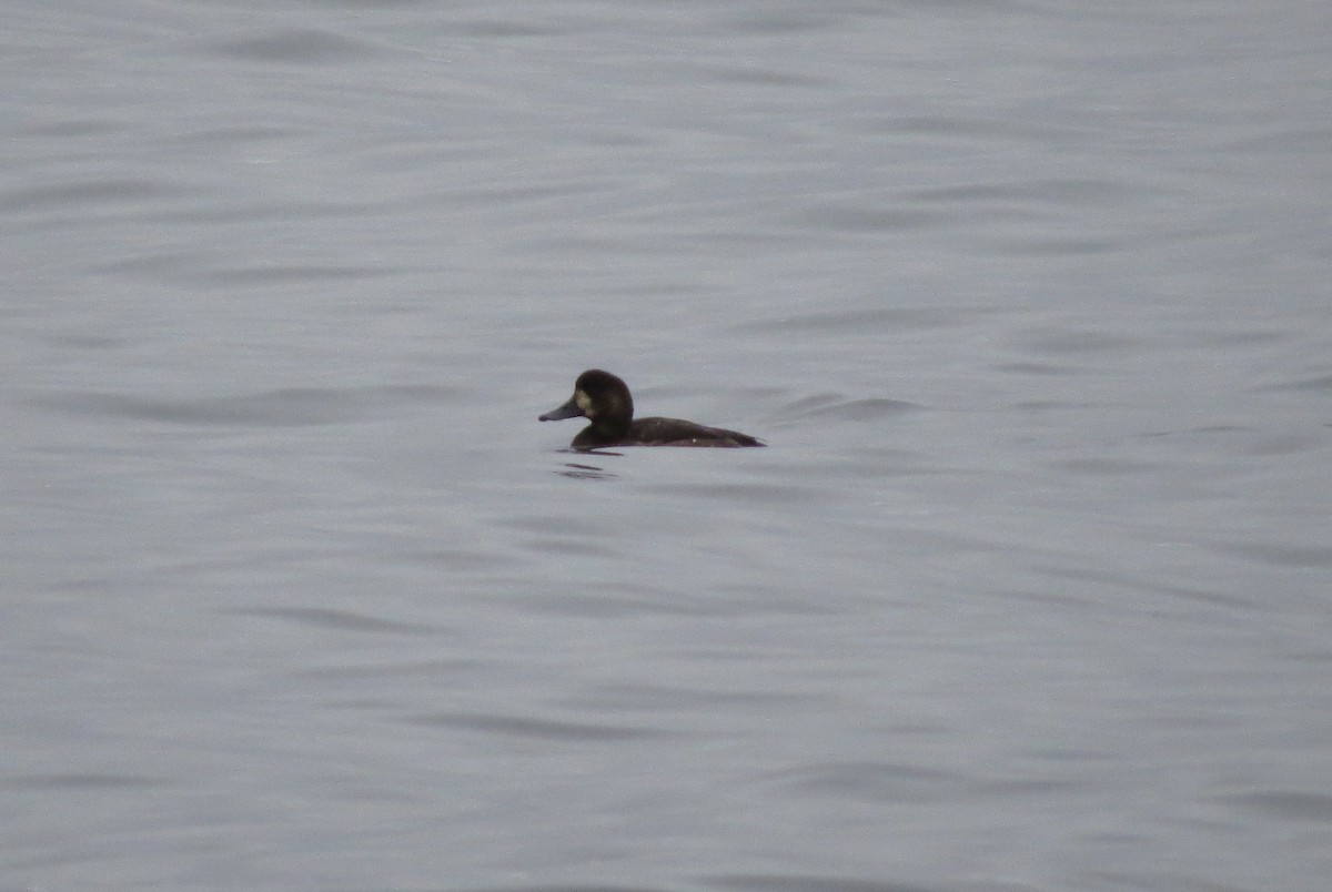Greater Scaup - ML40101541
