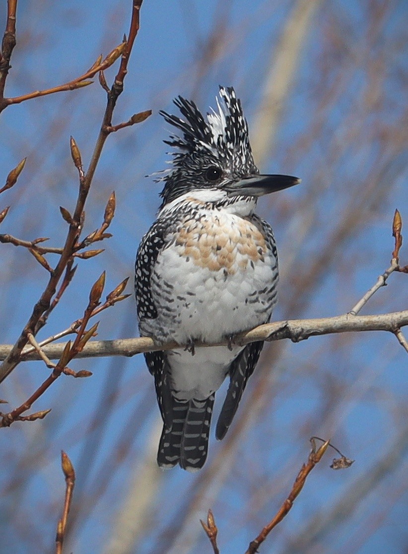 Crested Kingfisher - ML401018351