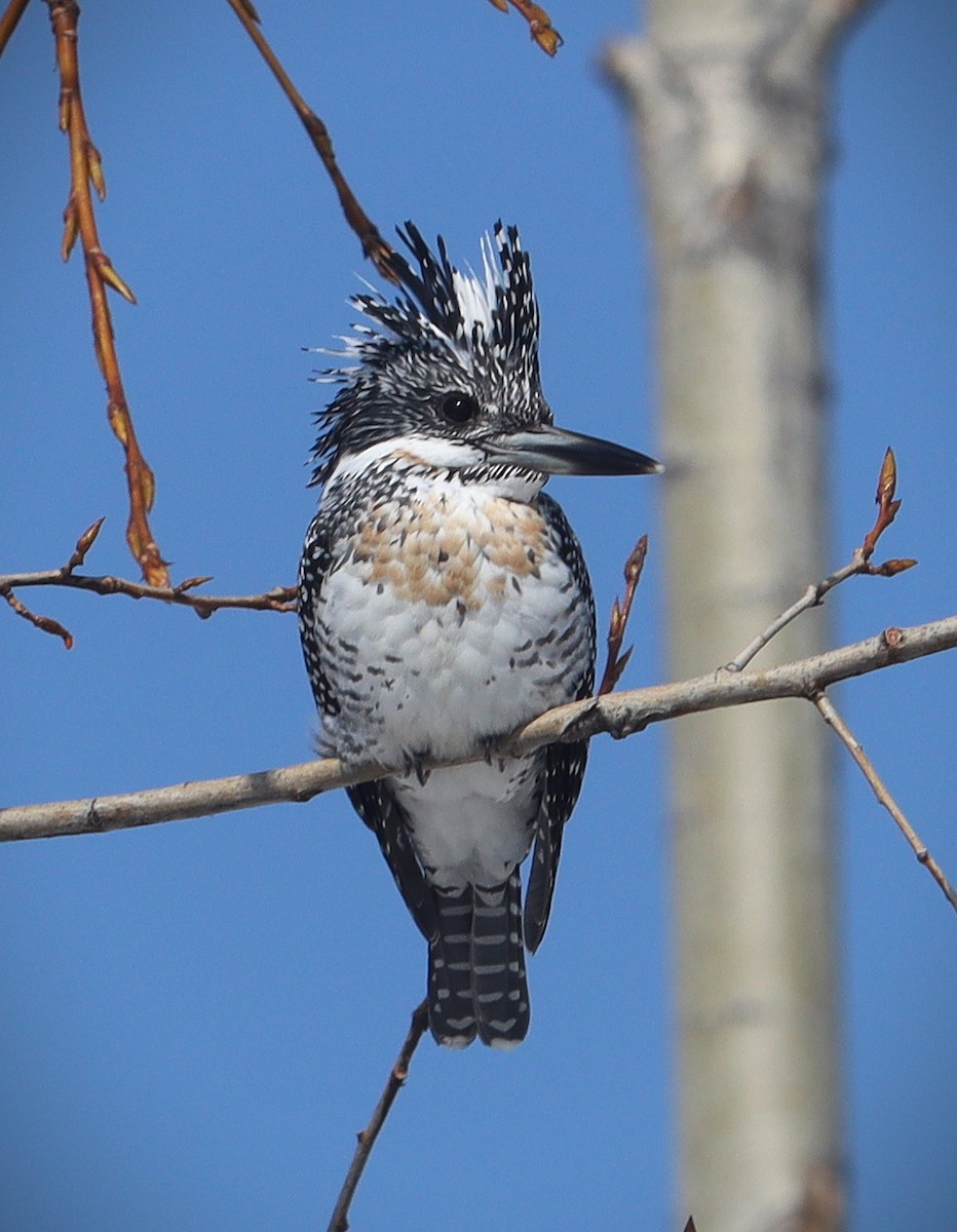 Crested Kingfisher - ML401018361