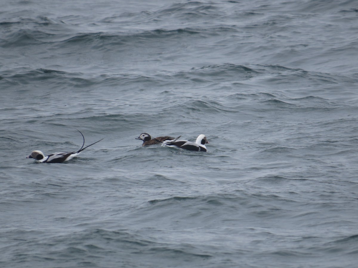 Long-tailed Duck - ML40102221
