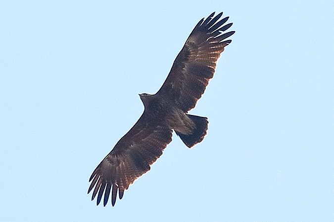 Lesser Spotted Eagle - ML401022291