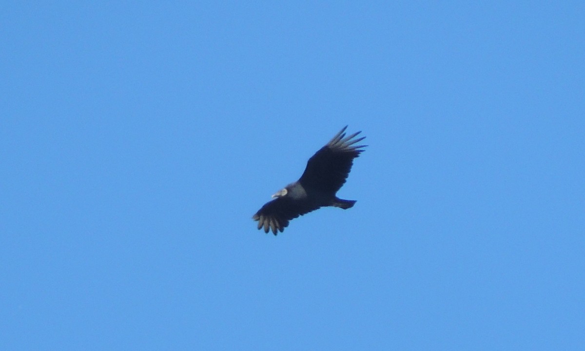 Black Vulture - ML40102251